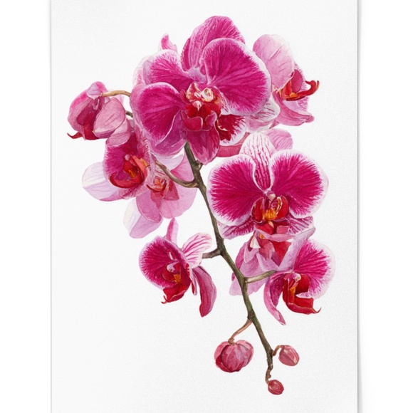 Watercolor Pink Orchids Wall Art Print Unframed - Elegant Floral Serenity - Picture 2 of 6